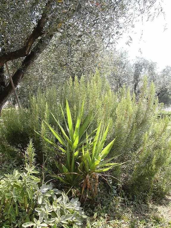 B&B Agli Ulivi Manerba del Garda Bed & Breakfast