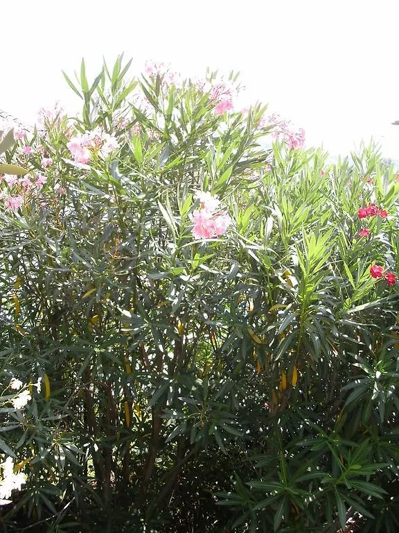 B&B Agli Ulivi Manerba del Garda